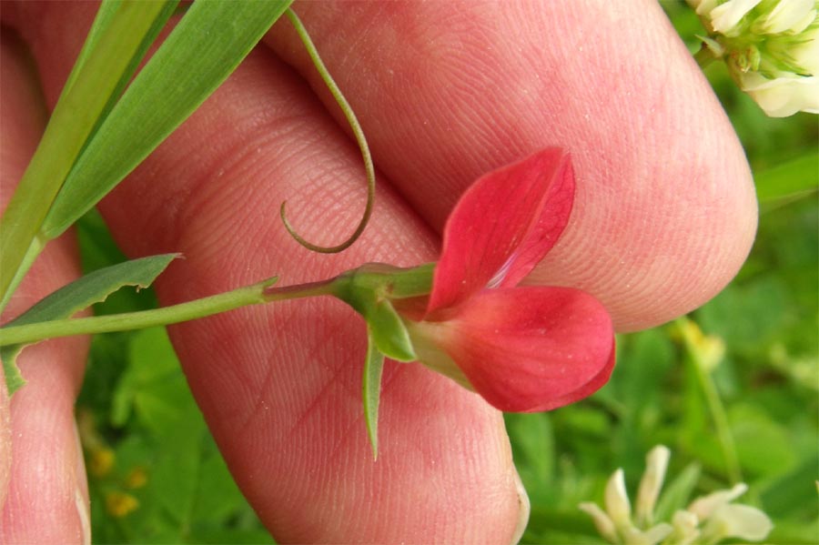 Lathyrus cicera / Cicerchia cicerchiella